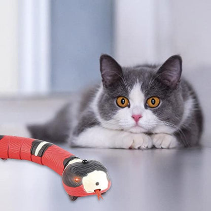 CatWave™ | La solution idéale pour les chats actifs