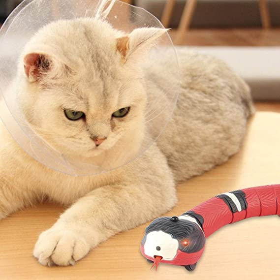 CatWave™ | La solution idéale pour les chats actifs