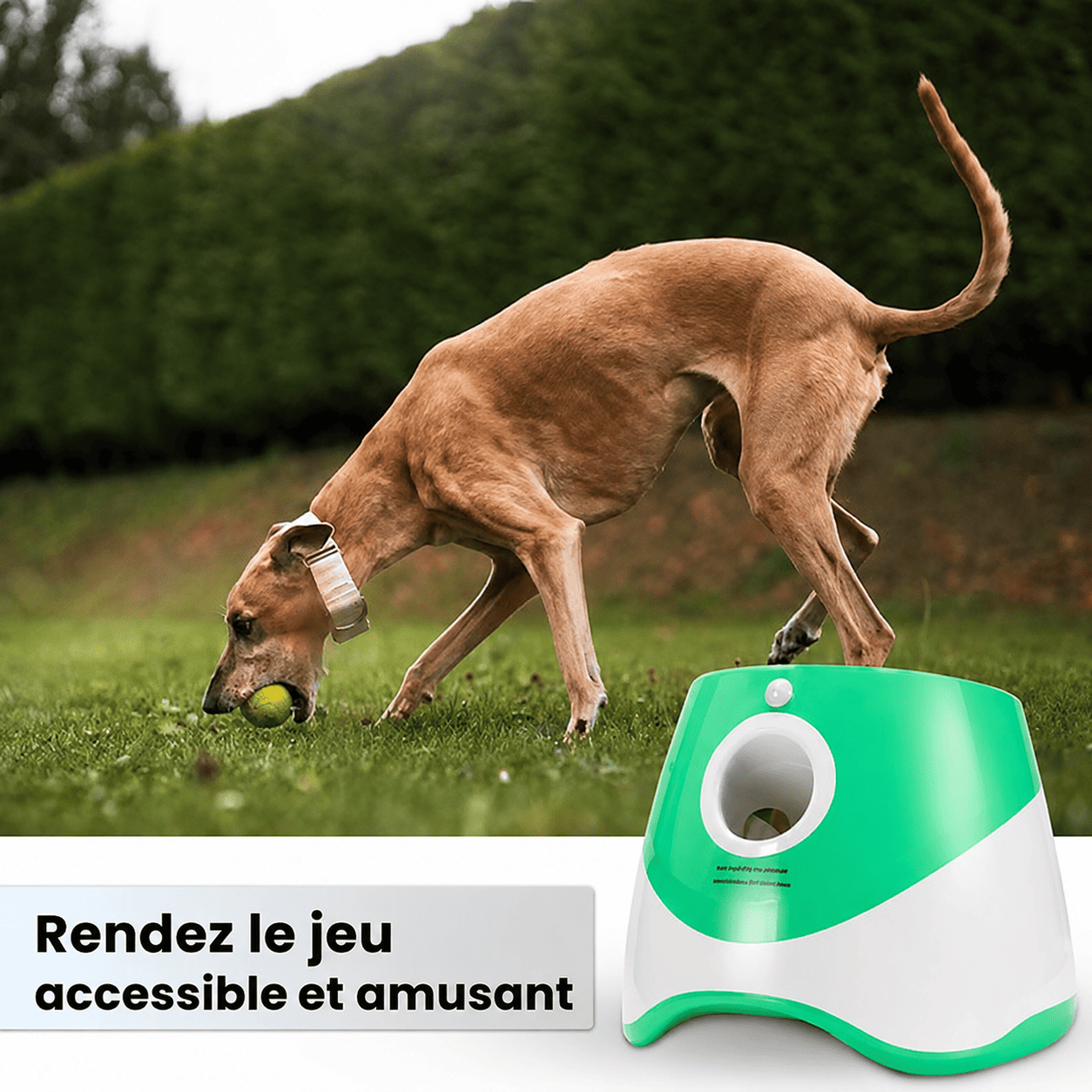 DogLaunch™ | Là où plaisir et développement se rencontrent.