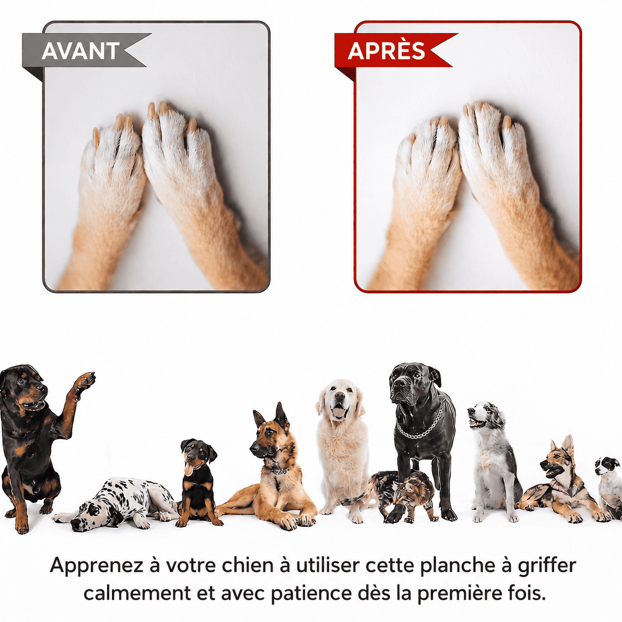 PlayTrim™ | La solution intelligente contre les griffes trop longues de votre chien.