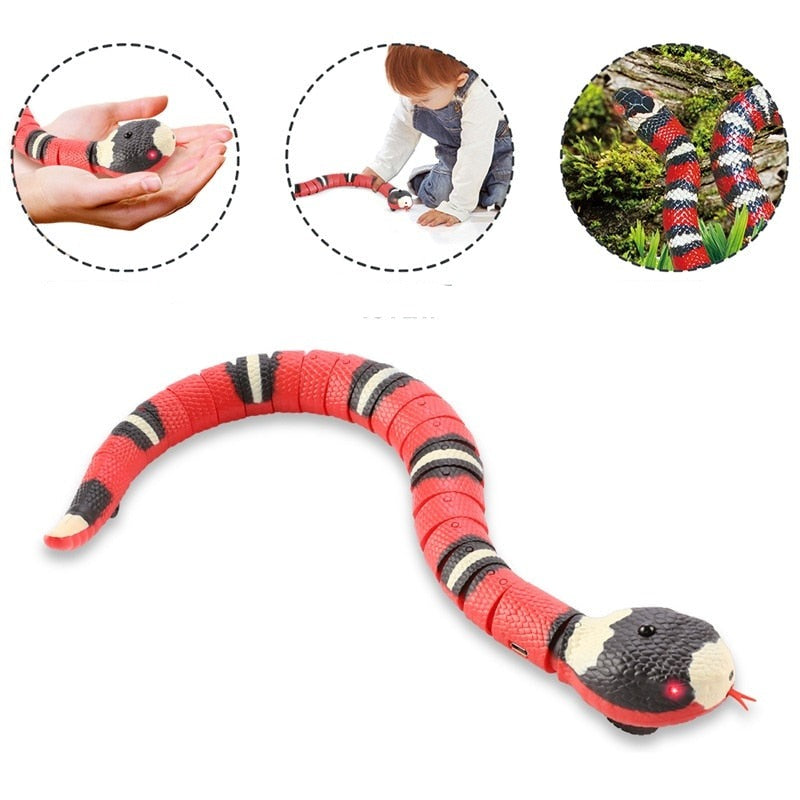 CatWave™ | La solution idéale pour les chats actifs
