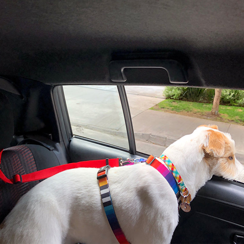 DogBelt™ | Toujours en sécurité avec votre compagnon à quatre pattes !